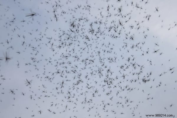 How to Get Rid of Gnats on Your Ceiling Quickly and Naturally