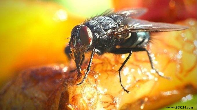 5 Proven Natural Ways to Repel Flies During Outdoor Meals