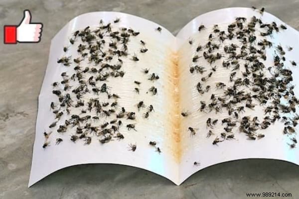 5 Proven Natural Ways to Repel Flies During Outdoor Meals