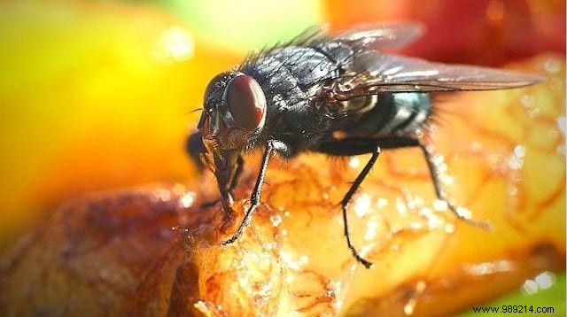 5 Proven Natural Ways to Repel Flies During Outdoor Meals