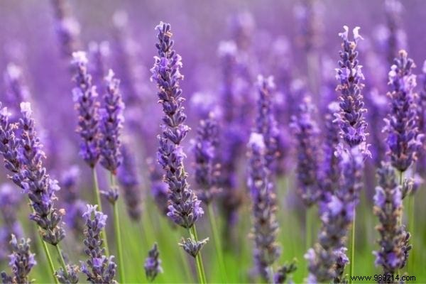 10 Proven Natural Mosquito Repellents Backed by Science: Safe Alternatives to DEET