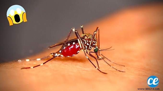 10 Proven Natural Mosquito Repellents Backed by Science: Safe Alternatives to DEET