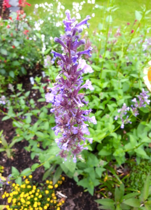 10 Proven Natural Mosquito Repellents Backed by Science: Safe Alternatives to DEET