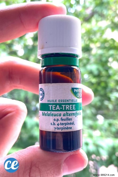 10 Proven Natural Mosquito Repellents Backed by Science: Safe Alternatives to DEET