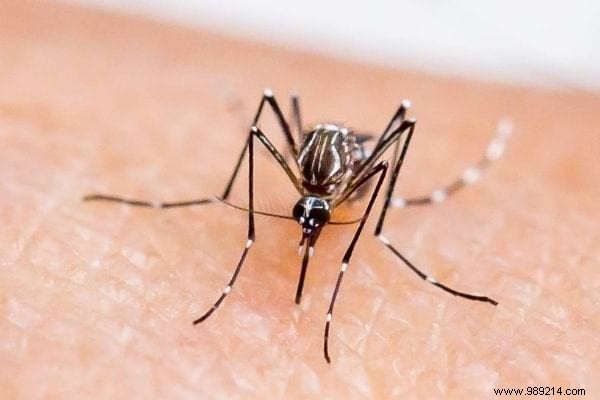 10 Proven Natural Mosquito Repellents Backed by Science: Safe Alternatives to DEET