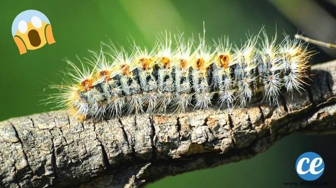 5 Proven Natural Methods to Eliminate Processionary Caterpillars from Your Garden