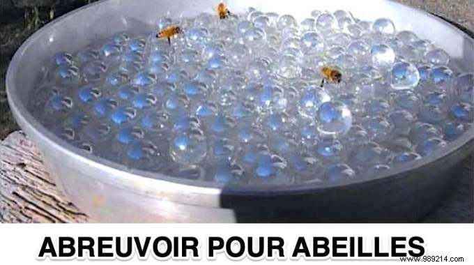 DIY Bee Watering Station: Keep Vital Pollinators Hydrated This Summer