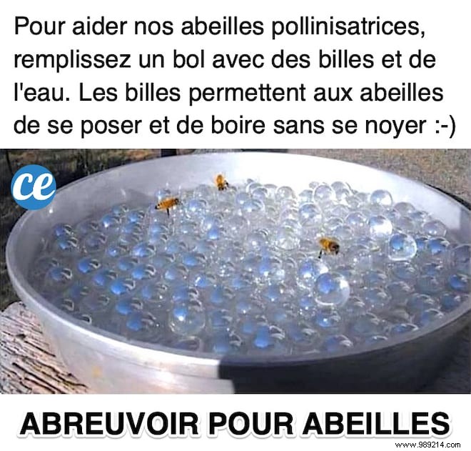 DIY Bee Watering Station: Keep Vital Pollinators Hydrated This Summer