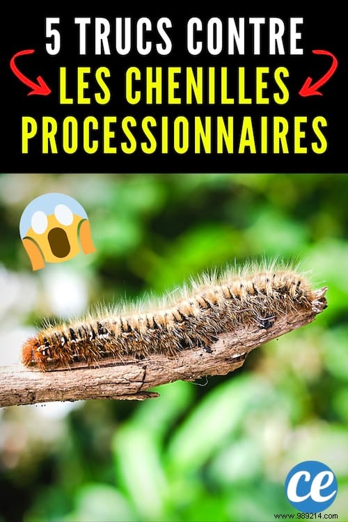 5 Proven Natural Methods to Eliminate Processionary Caterpillars from Your Garden