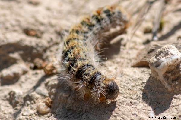 5 Proven Natural Methods to Eliminate Processionary Caterpillars from Your Garden