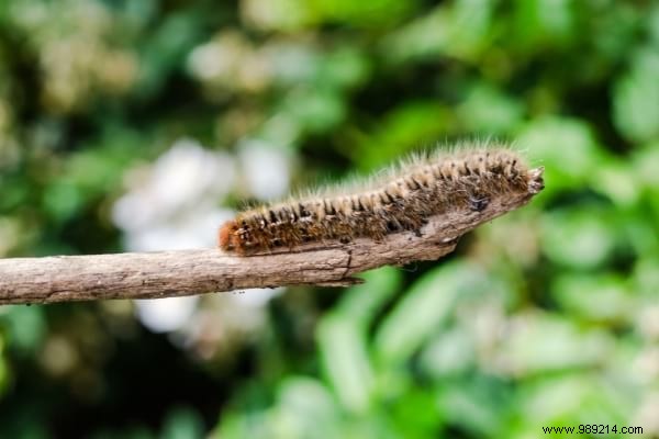 5 Proven Natural Methods to Eliminate Processionary Caterpillars from Your Garden