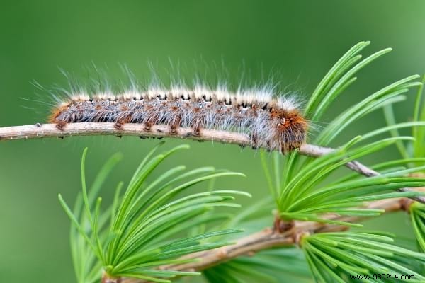 5 Proven Natural Methods to Eliminate Processionary Caterpillars from Your Garden