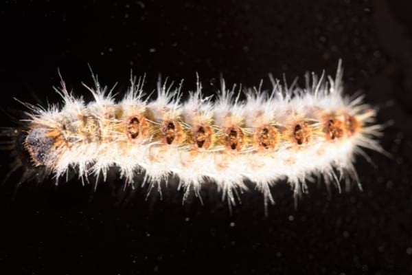 5 Proven Natural Methods to Eliminate Processionary Caterpillars from Your Garden