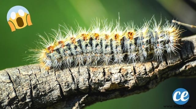 5 Proven Natural Methods to Eliminate Processionary Caterpillars from Your Garden