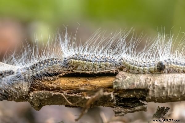 5 Proven Natural Methods to Eliminate Processionary Caterpillars from Your Garden