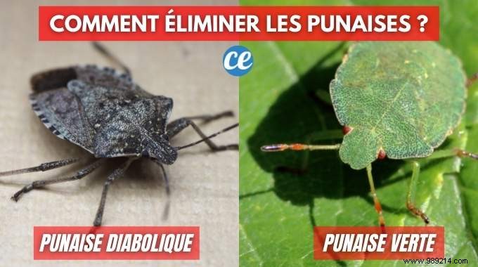 17 Proven Natural Ways to Eliminate Stink Bugs from Your Home and Garden