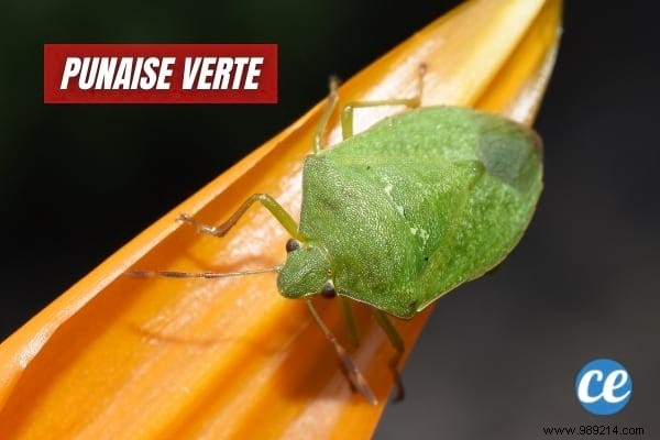 17 Proven Natural Ways to Eliminate Stink Bugs from Your Home and Garden