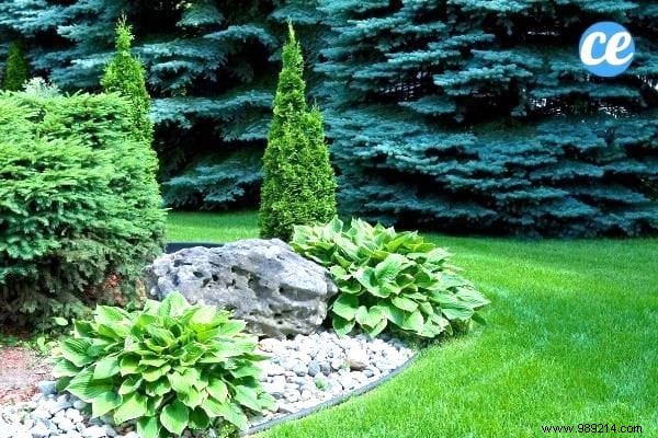 17 Proven Natural Ways to Eliminate Stink Bugs from Your Home and Garden