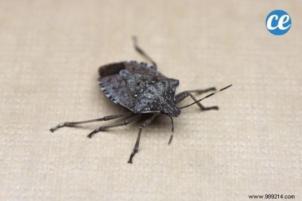 17 Proven Natural Ways to Eliminate Stink Bugs from Your Home and Garden