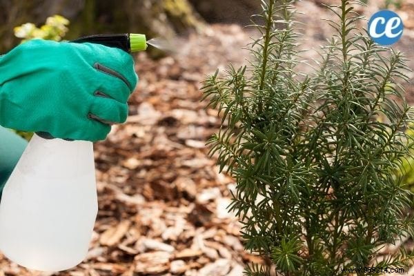 17 Proven Natural Ways to Eliminate Stink Bugs from Your Home and Garden