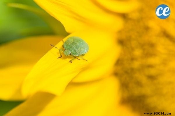 17 Proven Natural Ways to Eliminate Stink Bugs from Your Home and Garden