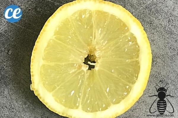 5 Time-Tested Grandma s Remedies to Relieve Insect Bites Naturally