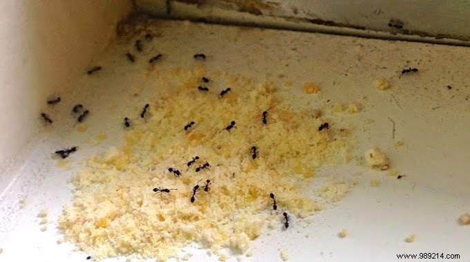 Eliminate Ants Fast: Proven Natural Cornmeal and Baking Soda Method