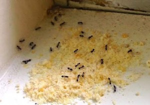 Eliminate Ants Fast: Proven Natural Cornmeal and Baking Soda Method