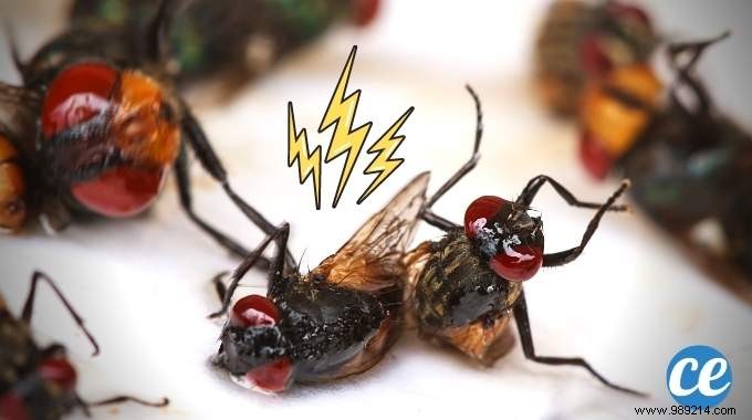 20 Natural Remedies to Repel Flies Without Chemicals or Insecticides