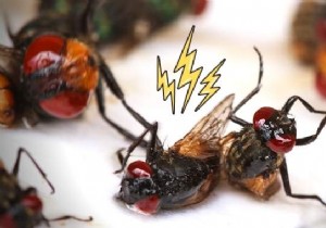 20 Natural Remedies to Repel Flies Without Chemicals or Insecticides