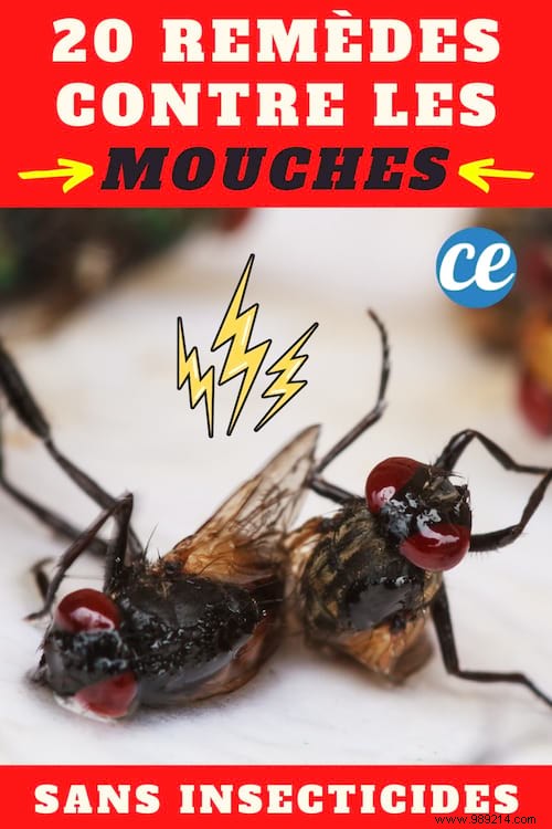 20 Natural Remedies to Repel Flies Without Chemicals or Insecticides