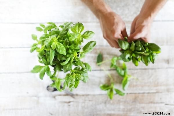 20 Natural Remedies to Repel Flies Without Chemicals or Insecticides