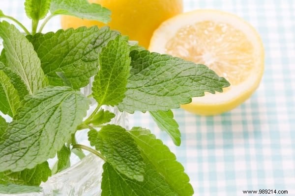 20 Natural Remedies to Repel Flies Without Chemicals or Insecticides