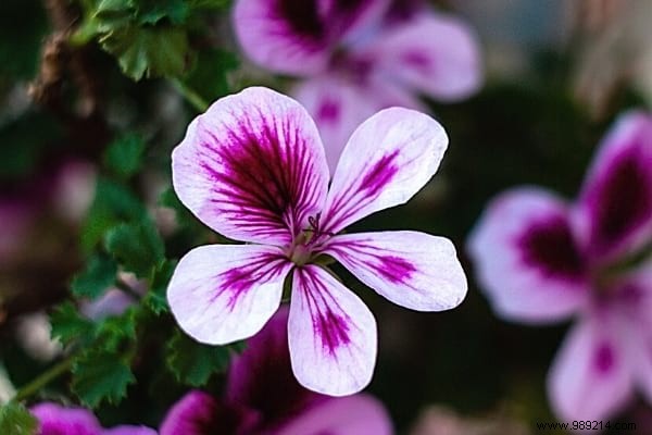 20 Natural Remedies to Repel Flies Without Chemicals or Insecticides