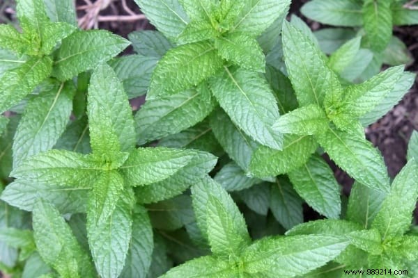 20 Natural Remedies to Repel Flies Without Chemicals or Insecticides