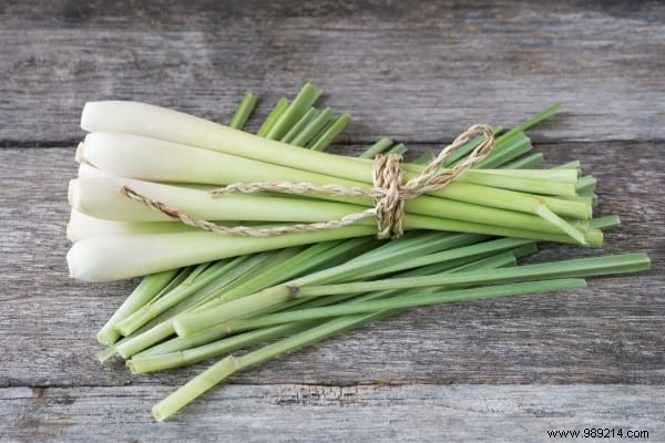 20 Natural Remedies to Repel Flies Without Chemicals or Insecticides