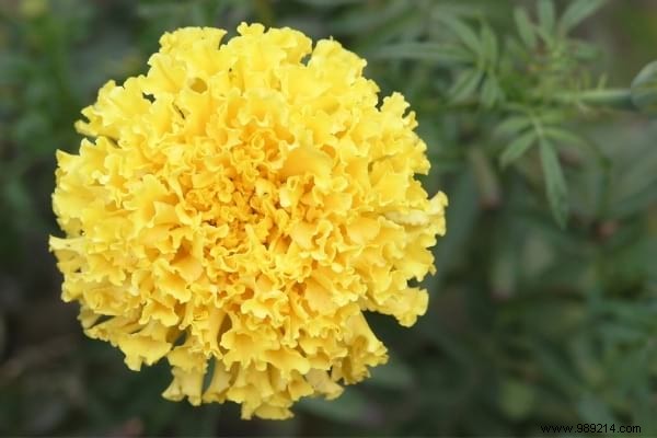 20 Natural Remedies to Repel Flies Without Chemicals or Insecticides