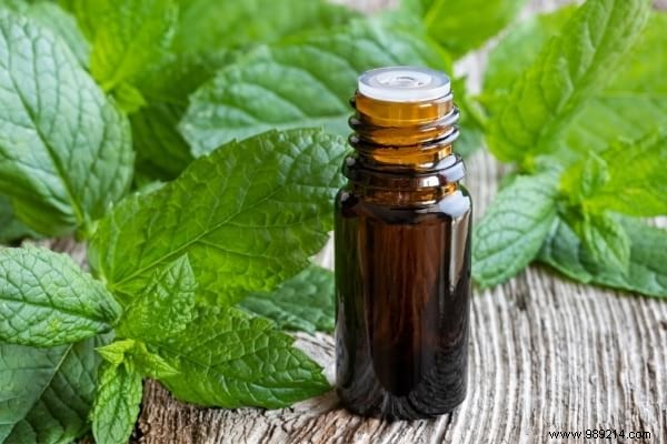 20 Natural Remedies to Repel Flies Without Chemicals or Insecticides
