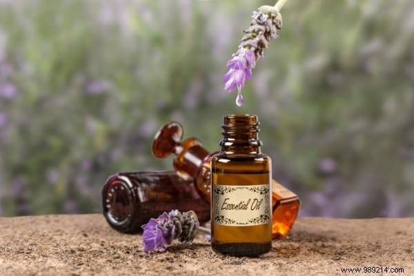 20 Natural Remedies to Repel Flies Without Chemicals or Insecticides