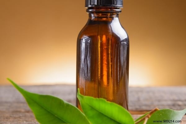 20 Natural Remedies to Repel Flies Without Chemicals or Insecticides