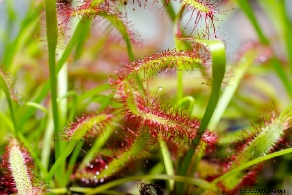 20 Natural Remedies to Repel Flies Without Chemicals or Insecticides