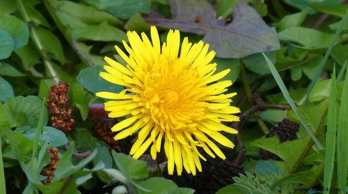 Dandelions: A Nutritious Edible Weed Packed with Health Benefits