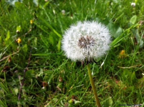 Dandelions: A Nutritious Edible Weed Packed with Health Benefits