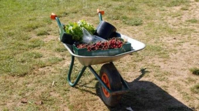 Pick-Your-Own Farms: The Smart Way to Save on Fresh, Local Produce