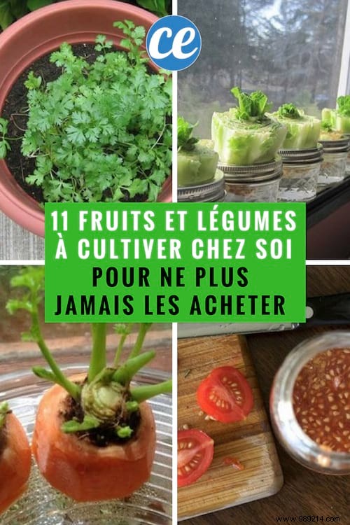 11 Fruits and Vegetables to Buy Once and Grow Forever: Proven Regrowing Guide