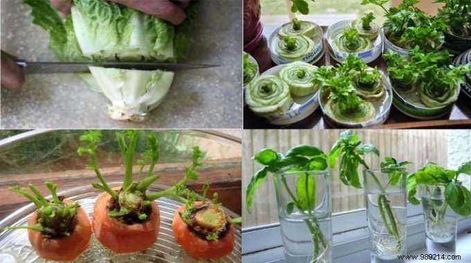 11 Fruits and Vegetables to Buy Once and Grow Forever: Proven Regrowing Guide