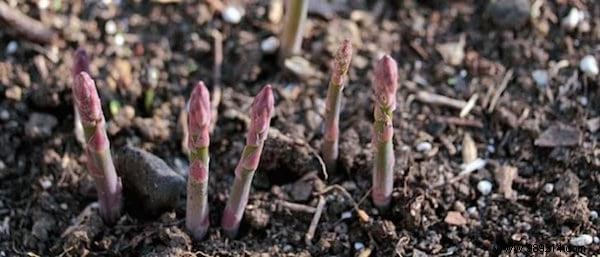 11 Fruits and Vegetables to Buy Once and Grow Forever: Proven Regrowing Guide