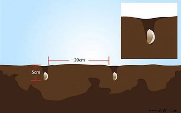 11 Fruits and Vegetables to Buy Once and Grow Forever: Proven Regrowing Guide