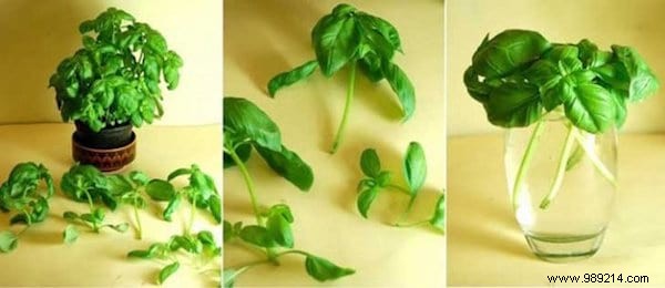11 Fruits and Vegetables to Buy Once and Grow Forever: Proven Regrowing Guide