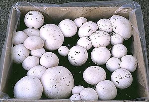 11 Fruits and Vegetables to Buy Once and Grow Forever: Proven Regrowing Guide